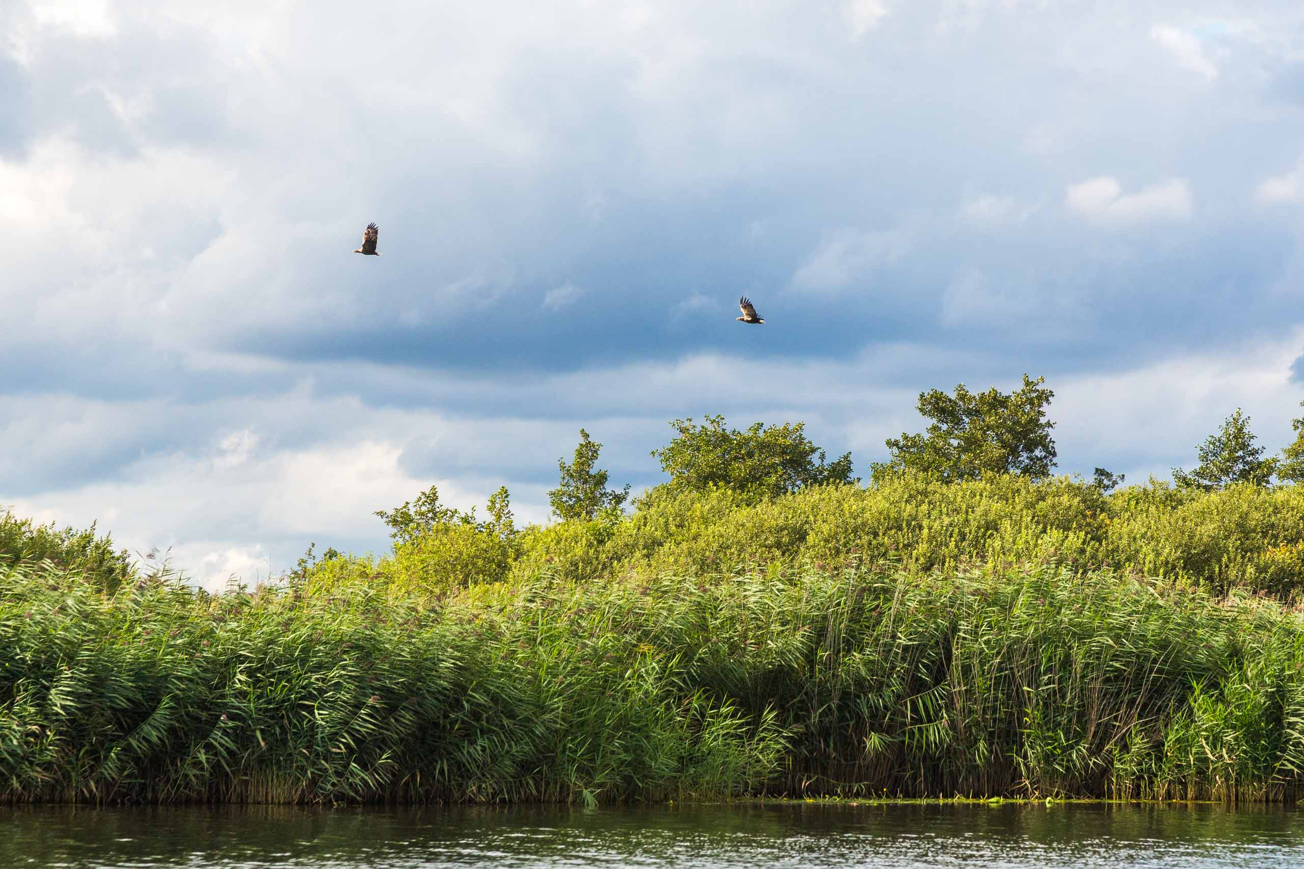 Seeadler